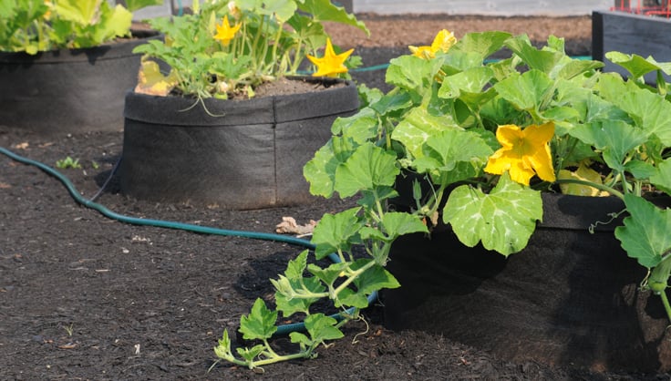 What is the best container for growing pumpkins?