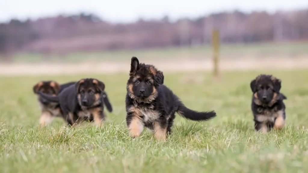 Find The Bred German Shepherd Puppies For Sale